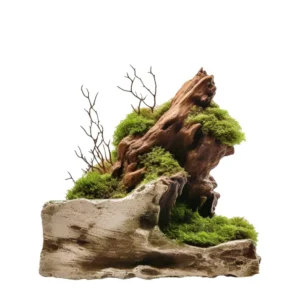 ไม้ประดับ WW03