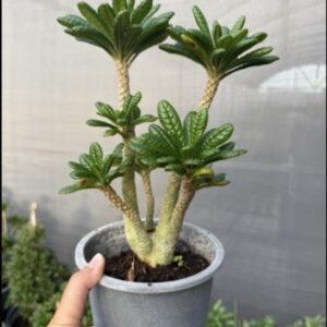 Dorstenia gigas
